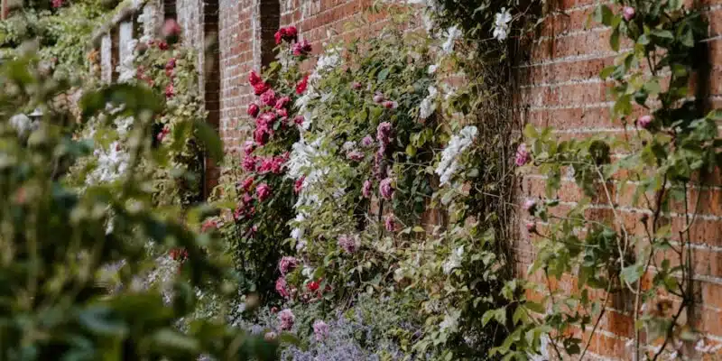 This image depicts a lush, overgrown garden wall. The brick wall is covered in a variety of climbing vines and flowers, including white blossoms and vibrant pink flowers. The greenery cascades down the wall, creating a beautiful, natural aesthetic. The surrounding foliage, including trees and other plants, adds to the serene, garden-like atmosphere. The overall impression is one of a charming, well-tended outdoor space.